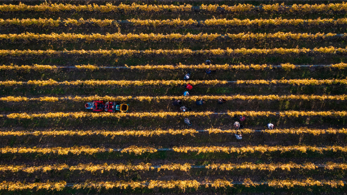 Vignes Jacques Ziegler