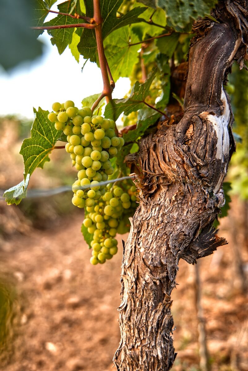 green grapes on brown tree branch during daytime