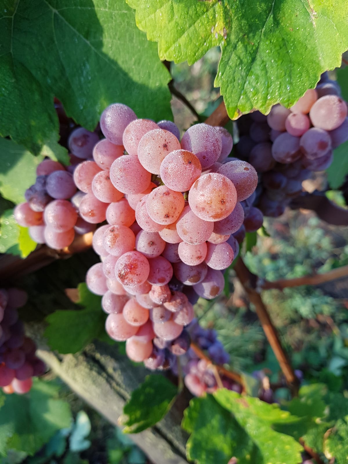 grappe de raisin Gewurztraminer